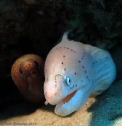 Two small morays of different types  sharing a ledge bene... by Niall Deiraniya 